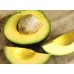 HASHIMOTO AVOCADO FIRM Large Size Katikati Grown 